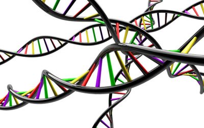 Biology and business: genes and employee performance
