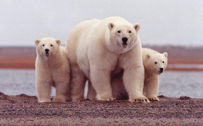 “What? Are you trying to teach me something?” The link between organizational learning and polar bears