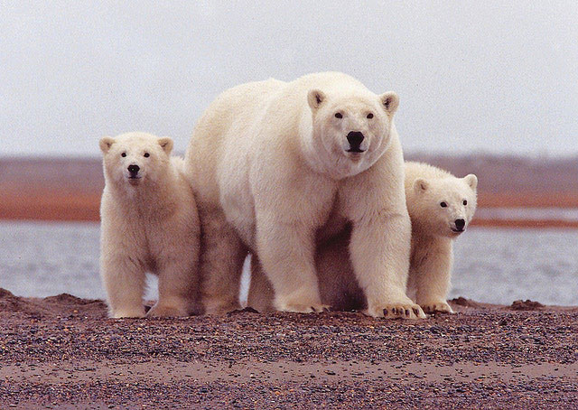 “What? Are you trying to teach me something?” The link between organizational learning and polar bears